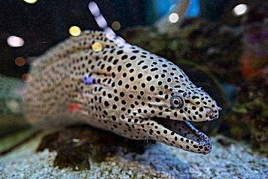 传SE重制《最终幻想10》 计划2026年发售